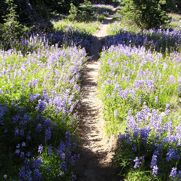 hiking-trail
