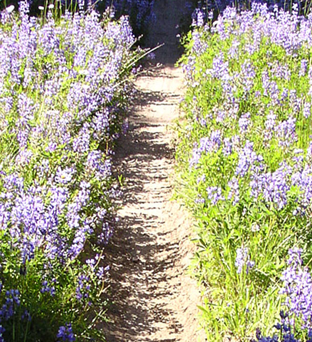 hiking-path